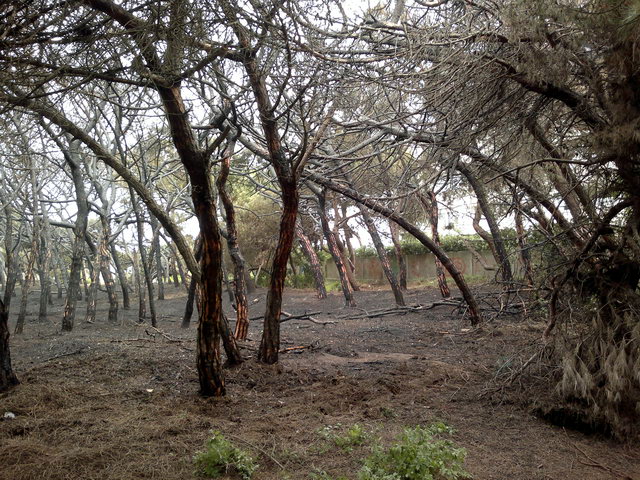 Parte de la pineda de Llevant Mar (Gav� Mar) despu�s de ser quemada en un incendio (19 Mayo 2012)